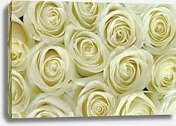 Постер Белые розы в букете