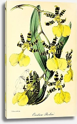 Постер Oncidium Barkeri