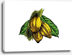 Постер Какао-бобы на ветке