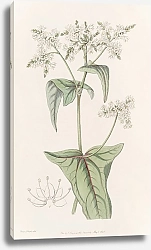Постер Эдвардс Сиденем Loose-flowered Buckwheat