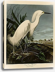 Постер Snowy Heron or White Egret