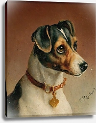 Постер Райхерт Карл Портрет Джек Рассел терьера