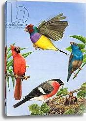 Постер Дэвис Р. (жив, дет) Tropical Birds