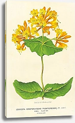 Постер Lonicera (Sempervirens) Plantierensis