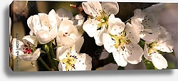 Постер Панорама с цветками вишни