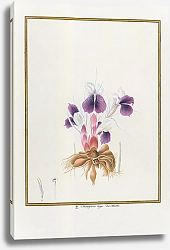 Постер Kaempferia longa