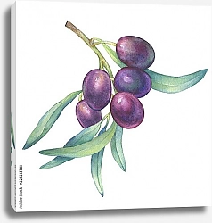 Постер Оливковая ветвь со спелыми ягодами