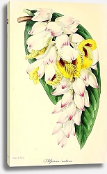 Постер Alpinia Nutans