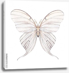 Постер Акварельная бледная бабочка