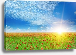 Постер field with poppies and sun on blue sky