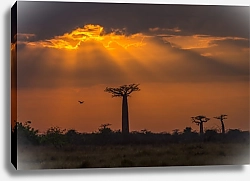 Постер Восход солнца над Авеню баобабов, Мадагаскар