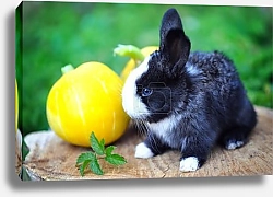 Постер Зайчонок и тыквы