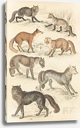 Постер Макгилливрей Уильям Wolves & Foxes