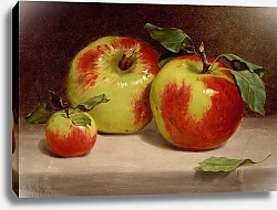 Постер Миллер Уильям Рикарби Study of Apples from Nature