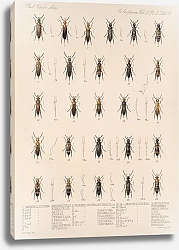 Постер Годман Фредерик Insecta Coleoptera Pl 133