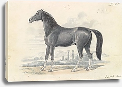 Постер Смит Чарльз Гамильтон Dongola Horse