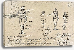 Постер Уорд Артур Studies of anatomy with measurements and writing
