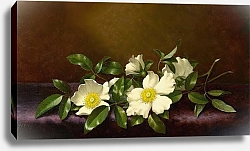 Постер Хид Мартин Джонсон Розы чероки на фиолетовой ткани