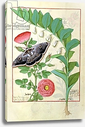 Постер Тестард Робинет (бот) Ms Fr. Fv VI #1 fol.118v Rose and Polygonatum c.1470