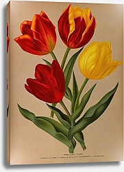 Постер Арендсен Арентина Одиночные ранние тюльпаны 4