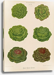 Постер Бенари Эрнст Lettuces – Cabbage Varieties