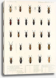 Постер Годман Фредерик Insecta Coleoptera Pl 076