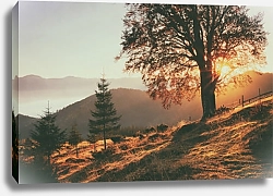 Постер Осеннее дерево на склоне