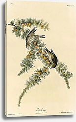 Постер Pine Finch