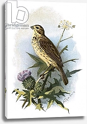 Постер Школа: Английская 20в. Common Bunting