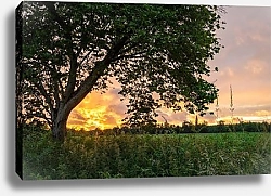 Постер Дерево около туманной реки