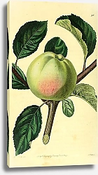 Постер Белое Астраханское яблоко