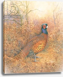 Постер Бенингфилд Гордон (1936-98) Pheasant, from source unknown