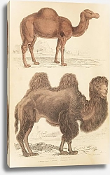 Постер Макгилливрей Уильям Camels