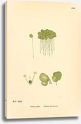 Постер English Botany №227