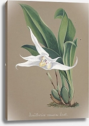 Постер Неизвестен Коллекция орхидей, пл.90