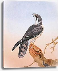 Постер Northern Hobby