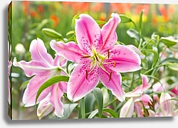 Постер Цветущая розовая лилия в саду