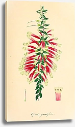 Постер Epacris grandiflora 1
