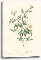 Постер Редюти Пьер Rosa Sepium Rosea