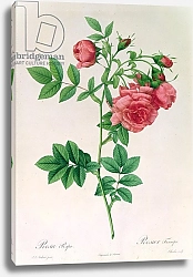 Постер Редюти Пьер Rosa Rapa