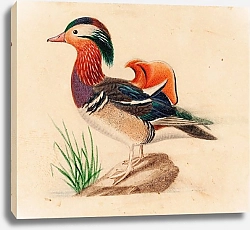 Постер Фердинанд Райт Mandarin Duck