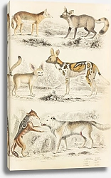 Постер Макгилливрей Уильям Dogs