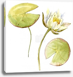 Постер Цветок белой кувшинки с листьями