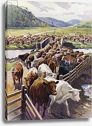 Постер Кэмпбелл Джон Ф. Cattle ranching in the Scottish Highlands