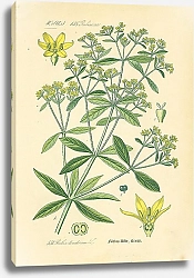 Постер Rubiaceae, Rubia tinctorum