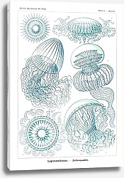 Постер Leptomedusae–Faltenquallen