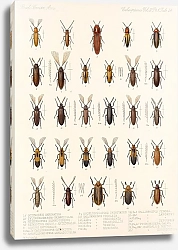 Постер Годман Фредерик Insecta Coleoptera Pl 079
