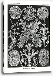 Постер Lichenes–Flechten