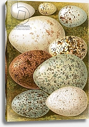 Постер Школа: Английская 20в. Eggs 16