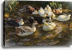 Постер Кестер Александр Утки в пруду
